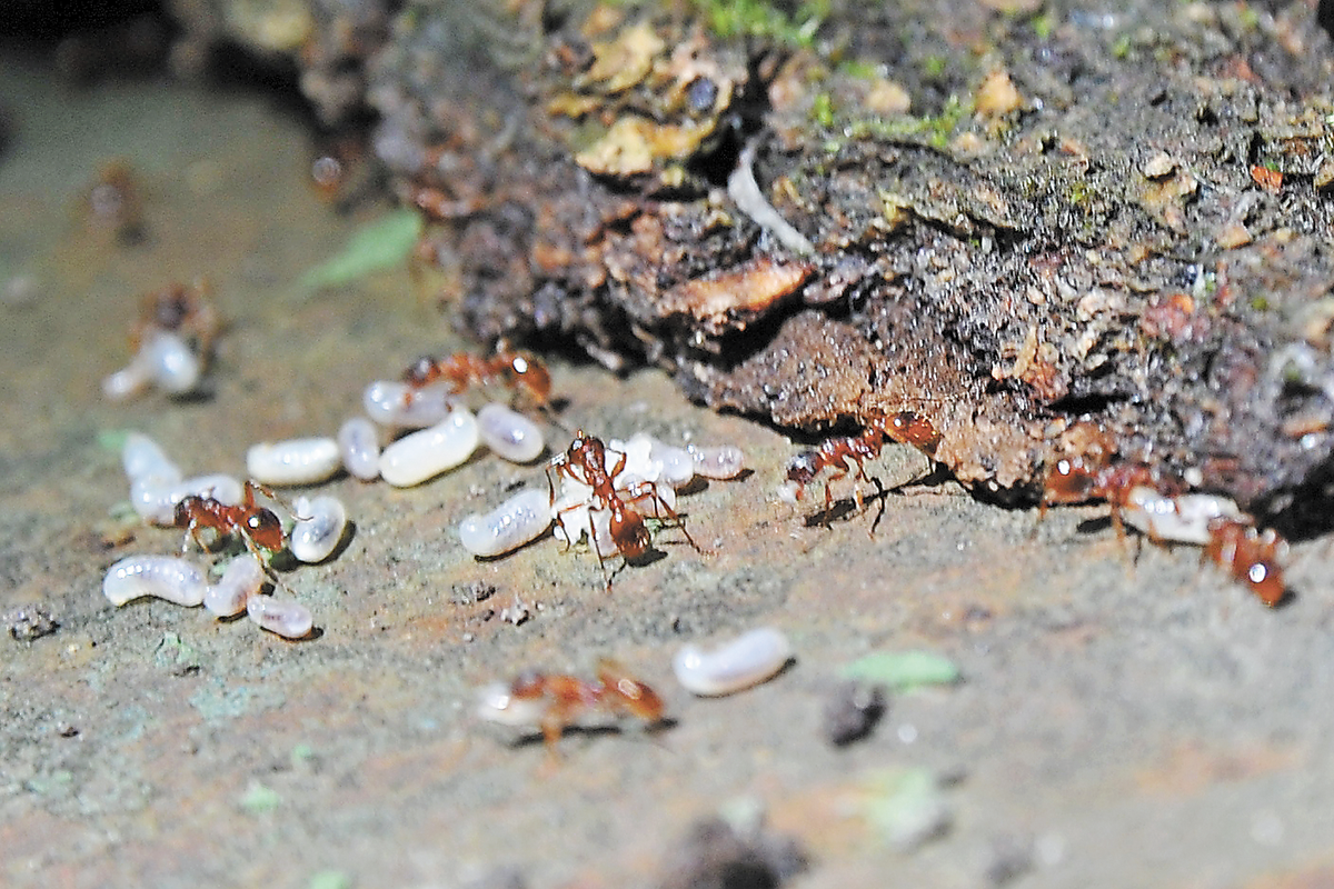 Летом рыбаки разрушили муравейник. Муравейник в огороде. Муравьев на участке.. Борьба с муравьями на участке. Муравейник садовых муравьёв.